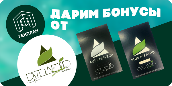 Фирменный бонус от Pyramid Seeds!